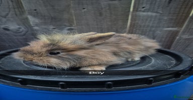 Lionhead rabbits - Advert 14
