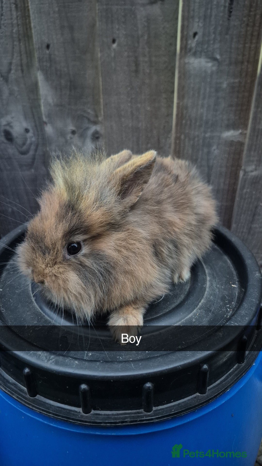 Lionhead rabbits for sale: Baby Lionhead rabbits 8 weeks old - Image 3