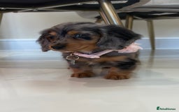 Miniature Dachshund dogs for sale: Gorgeous Long &short haired mini dachshund puppies - Image 20