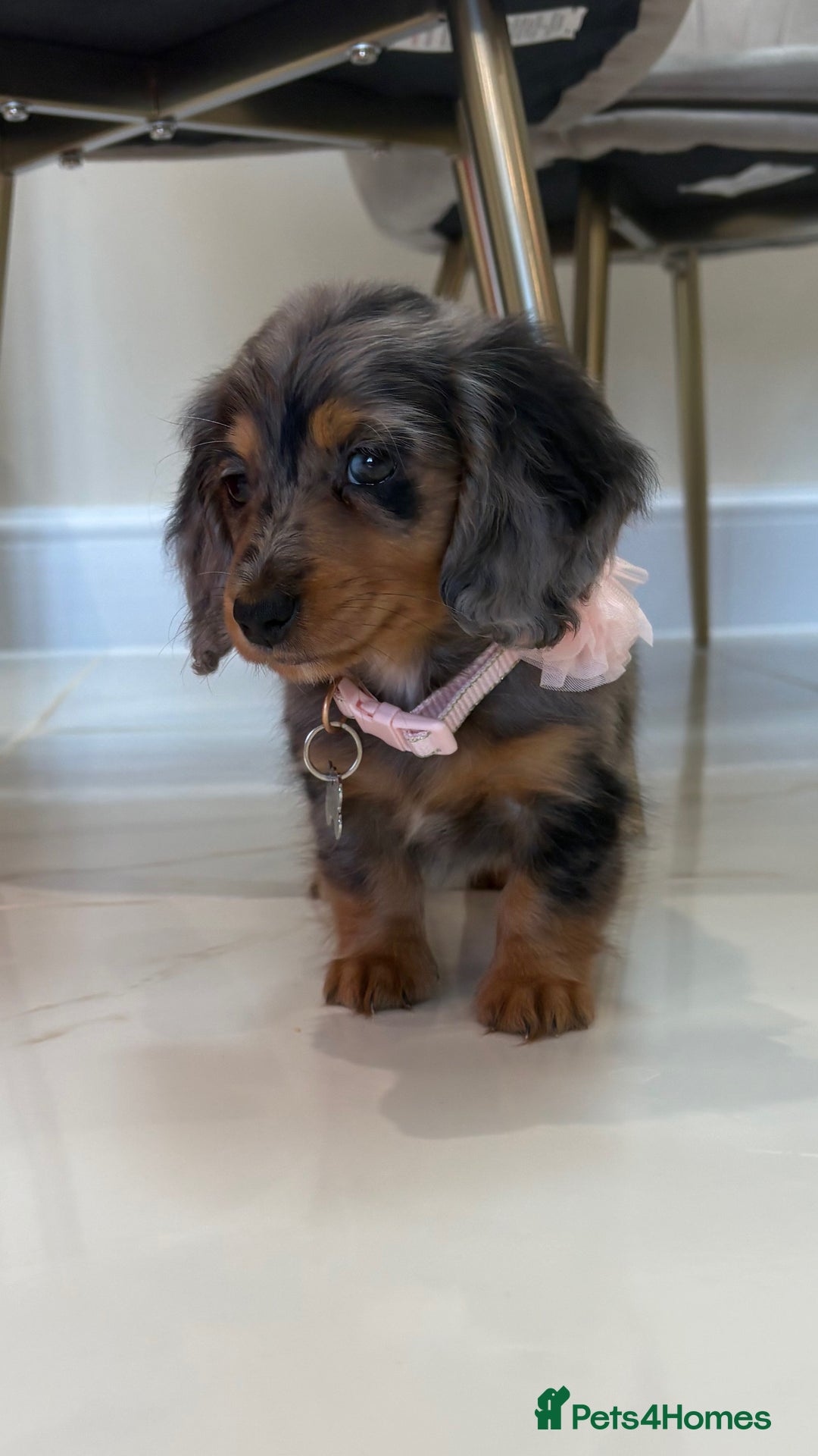 Miniature Dachshund dogs for sale: Gorgeous Long &short haired mini dachshund puppies - Image 20