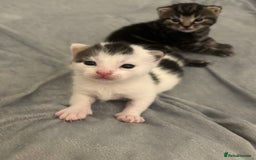 Mixed Breed cats for sale: Beautiful patched tabbies looking for homes  - Image 6