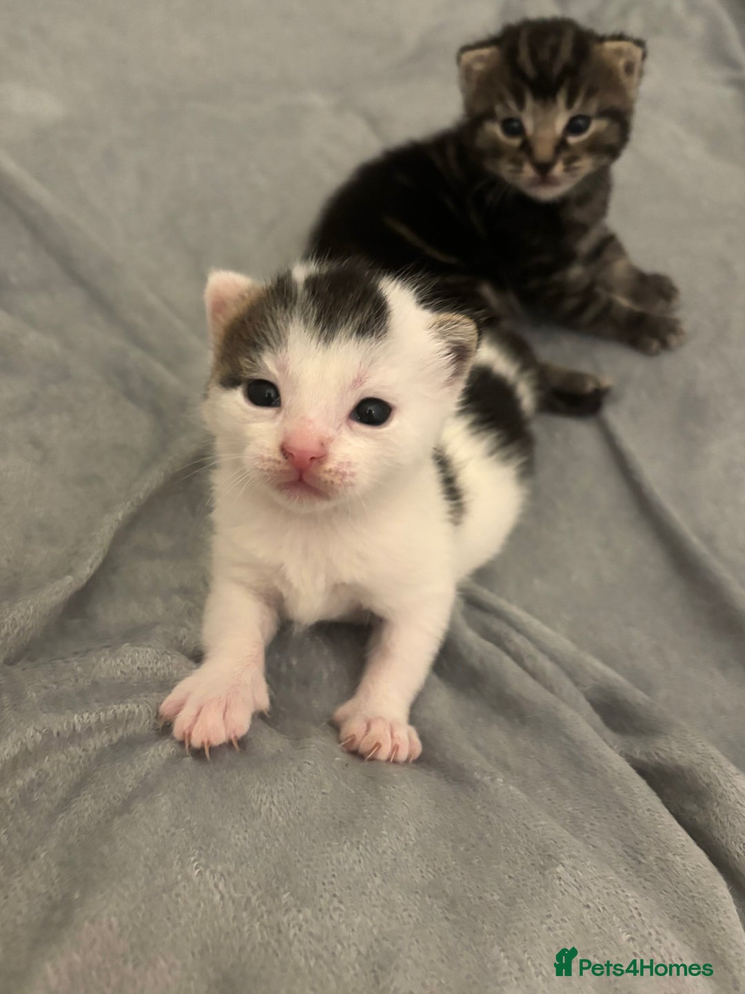 Mixed Breed cats for sale: Beautiful patched tabbies looking for homes  - Image 6