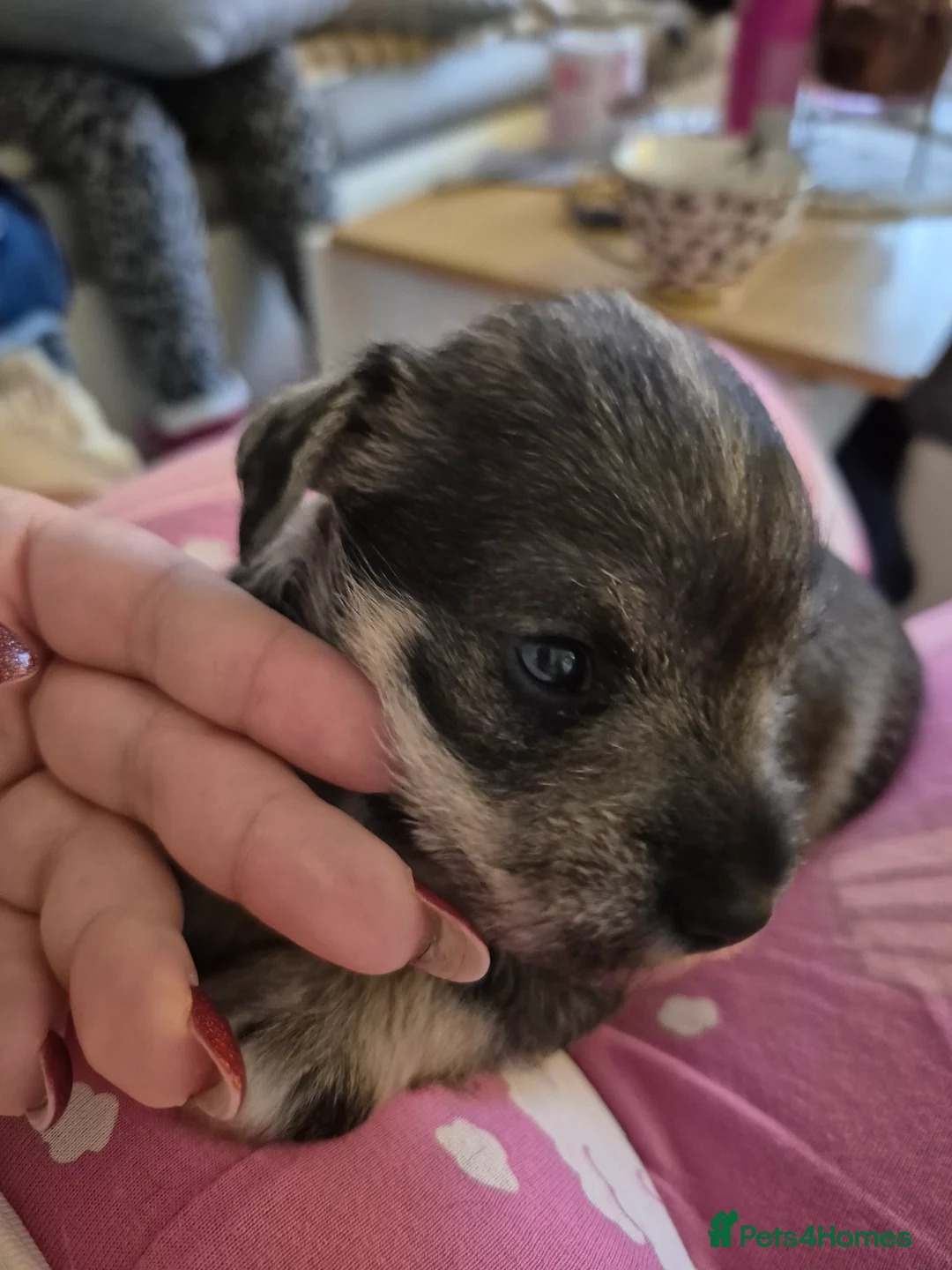 Miniature Schnauzer dogs for sale: Adorable Miniature Shnauzer ,SOLD - Advert 18