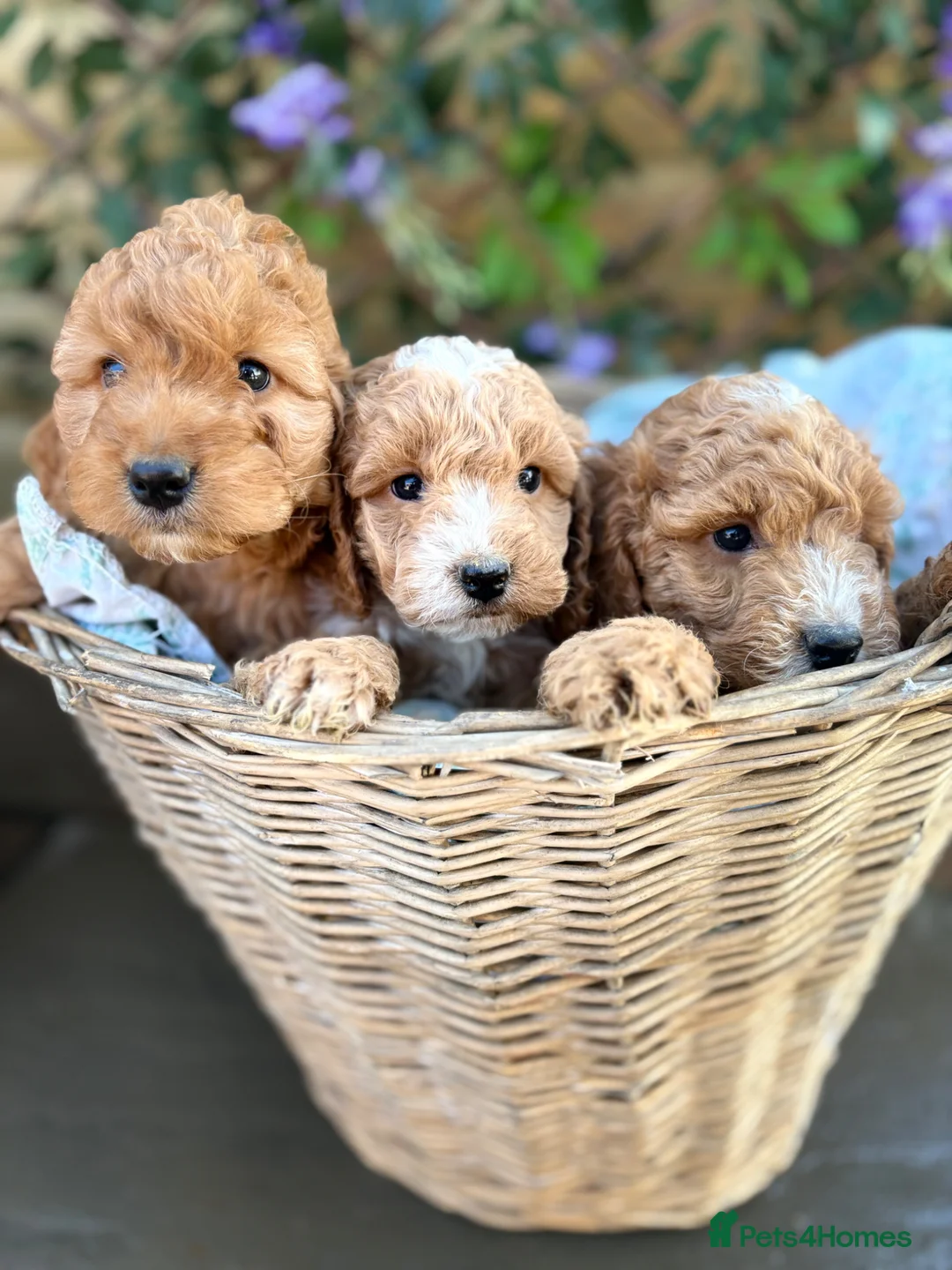 Cockapoo dogs for sale: Beautiful cockapoo puppys - Advert 2