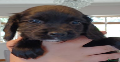 Cocker Spaniel dogs - Advert 7