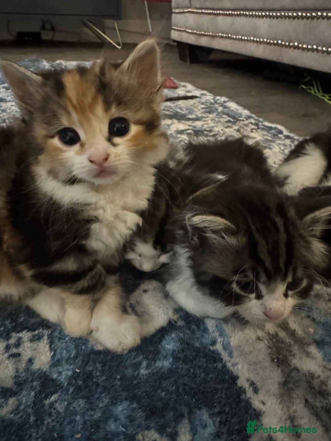Mixed Breed cats for sale: 5 fluffy kittens  - Image 4