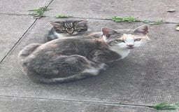 Mixed Breed cats for sale: Kittens for sale  - Image 3