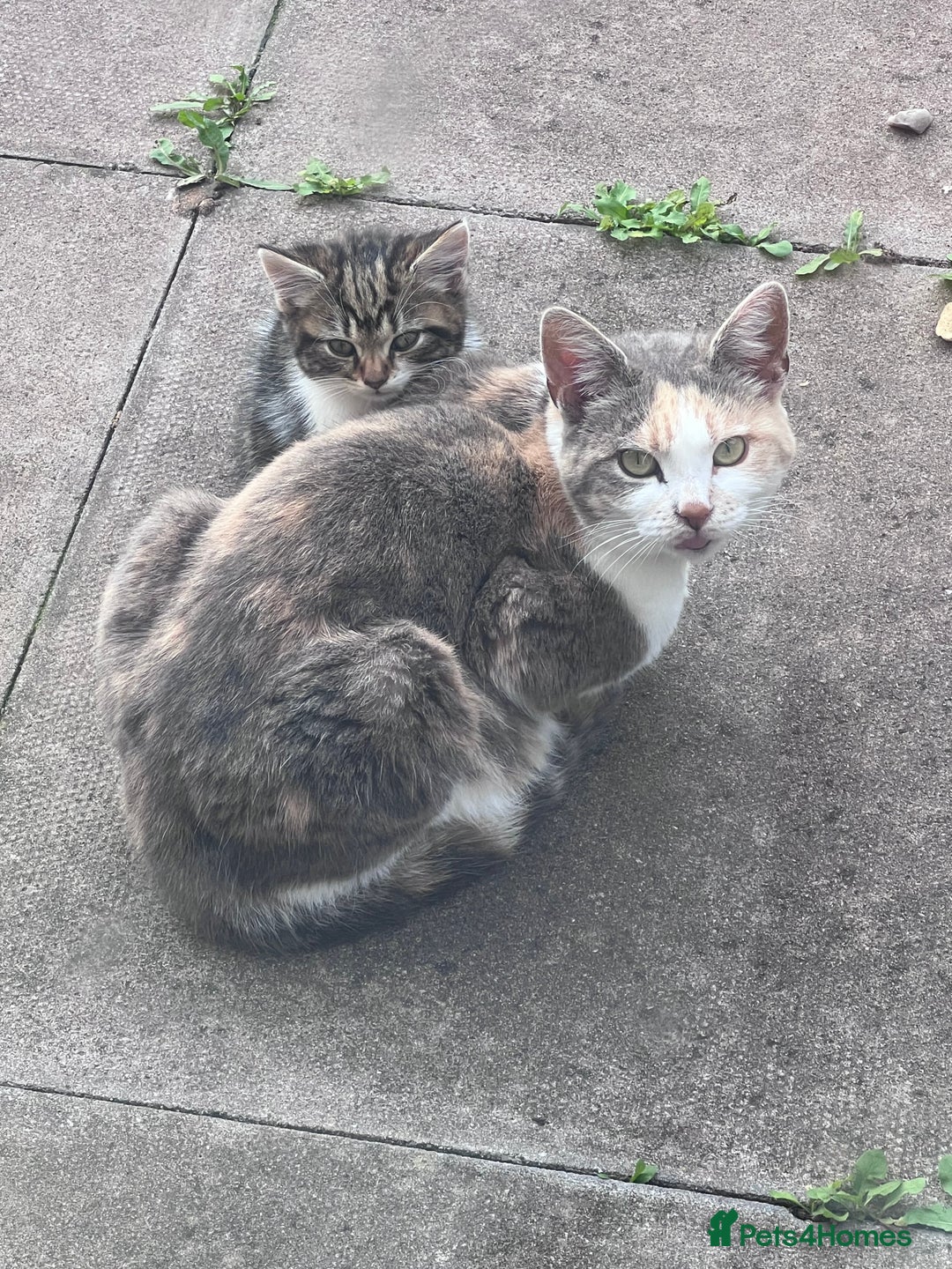 Mixed Breed cats for sale: Kittens for sale  - Image 3