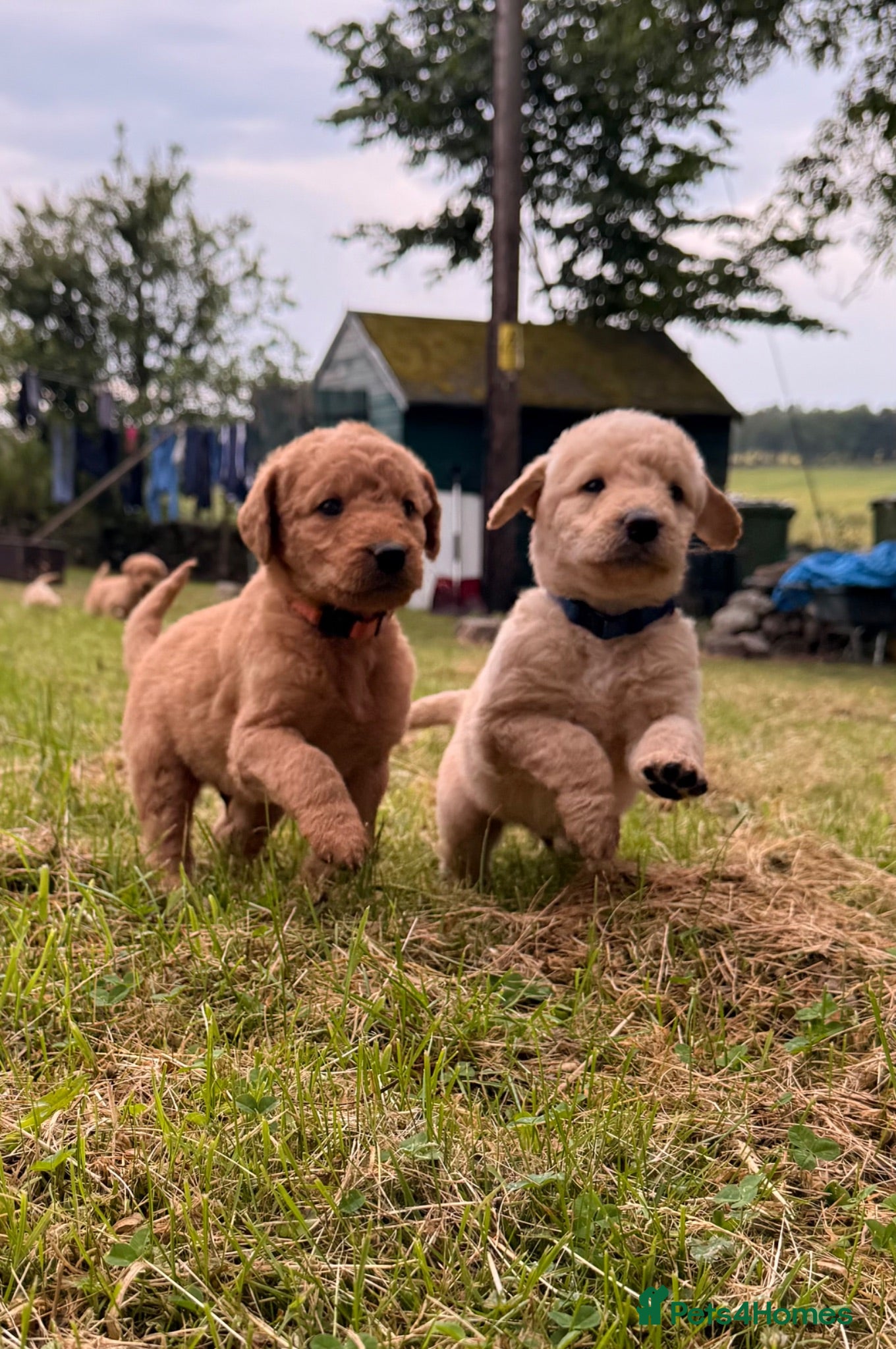 Labradoodle dogs Labradoodle puppies  - Advert 1