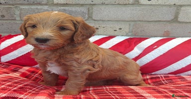 Mini Goldendoodle dogs Adorable Red & Apricot Goldendoodle Puppys - Advert 5