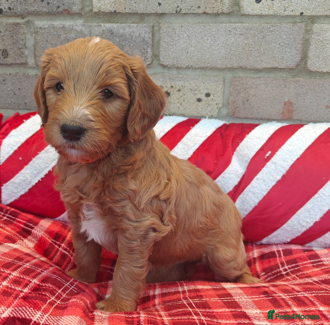 Mini Goldendoodle dogs for sale: *REDUCED* Adorable Red & Apricot Goldendoodles - Advert 3