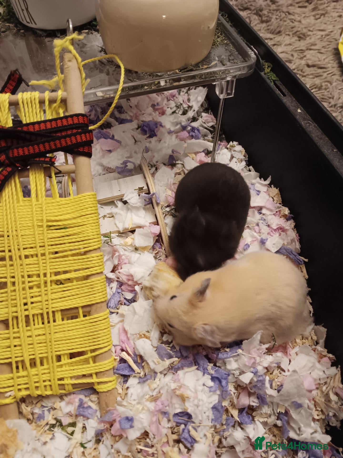 Hamster rodents Beautiful Syrian hamster babies - Advert 11