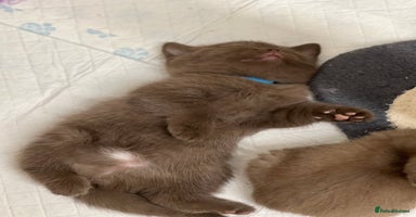 British Shorthair cats - Advert 6