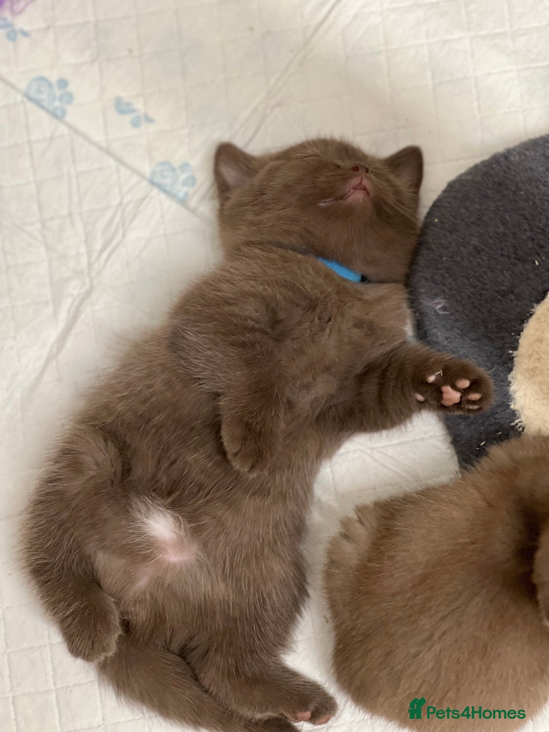 British Shorthair cats for sale: Pure cinnamon British short hair - Image 2