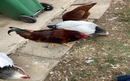 Mixed Breed birds for sale: Rhode Island Red cockeral - Image 3