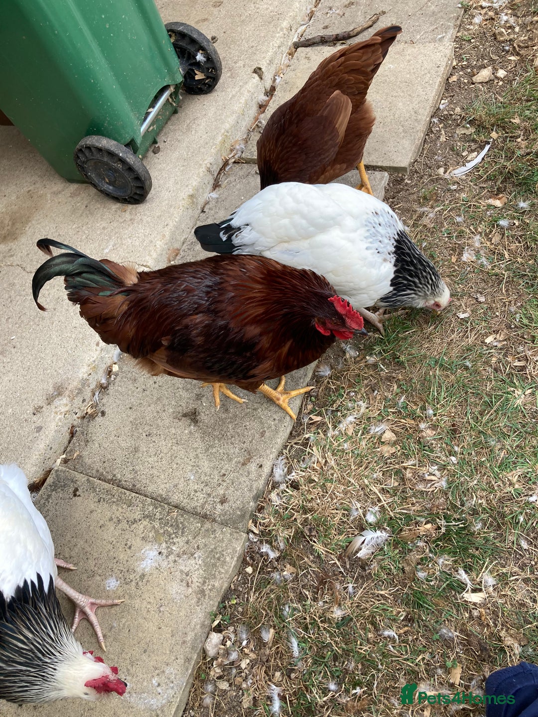 Mixed Breed birds for sale: Rhode Island Red cockeral - Image 3
