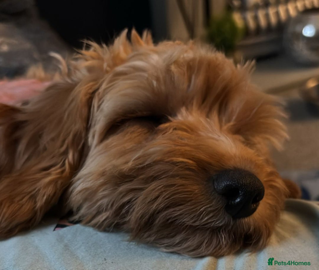 Cockapoo dogs for sale: Cockapoo - Advert 4