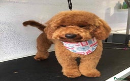 Cavapoo dogs for sale: Top Class Extensively tested F1b Toy Cavapoo pups - Image 23