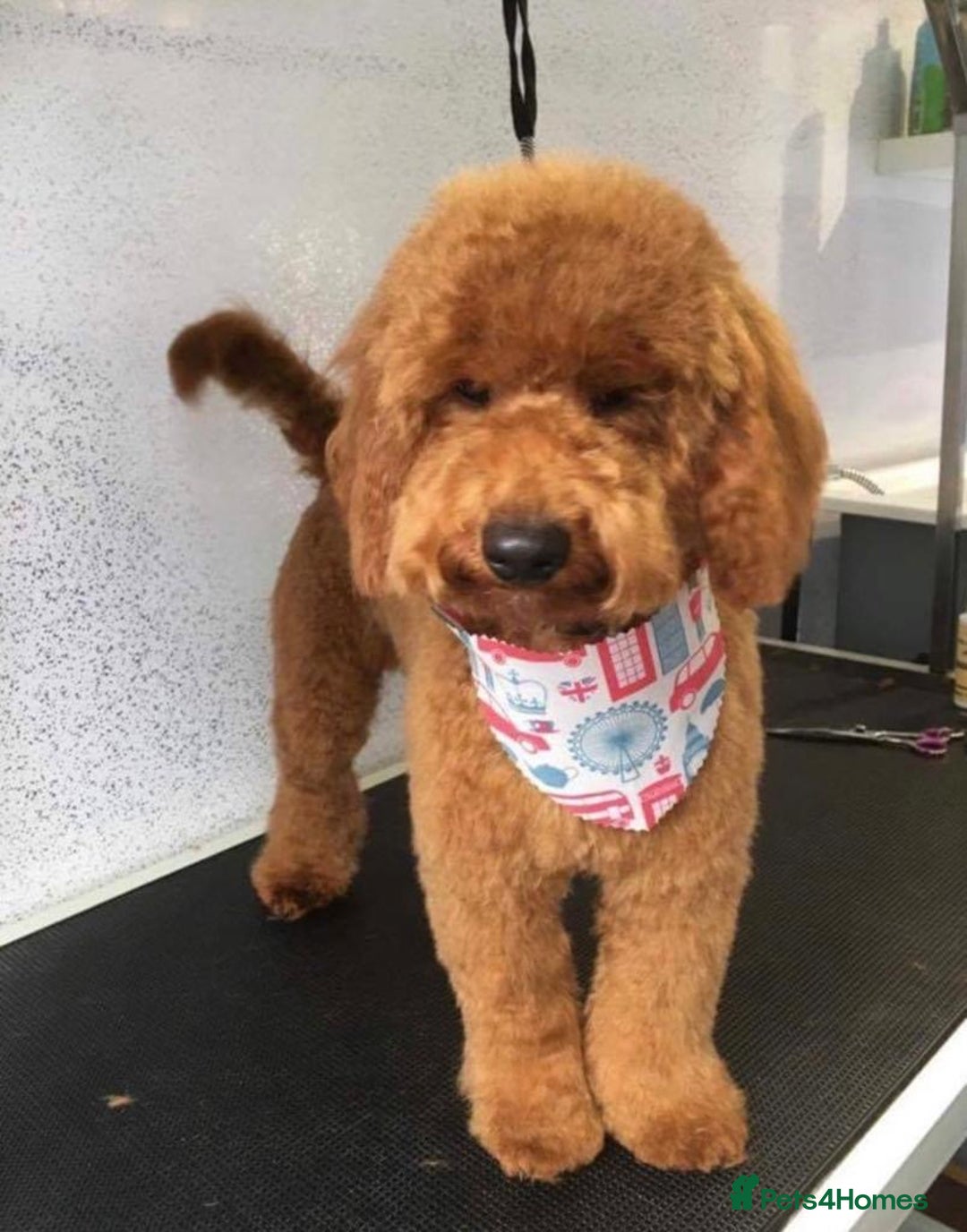 Cavapoo dogs for sale: Top Class Extensively tested F1b Toy Cavapoo pups - Image 23