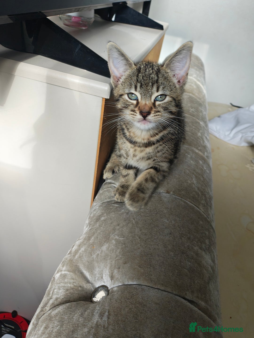 Bengal cats for sale: Bengal mix kittens - Image 9
