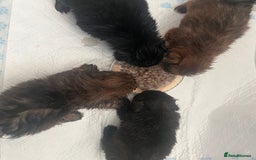 Mixed Breed dogs for sale: Cairn Terrier x Jack Russell Puppies - Image 6