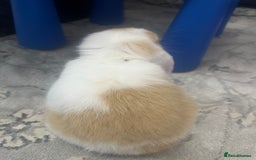 Mini Lop rabbits for sale: Female mini lop  - Image 4