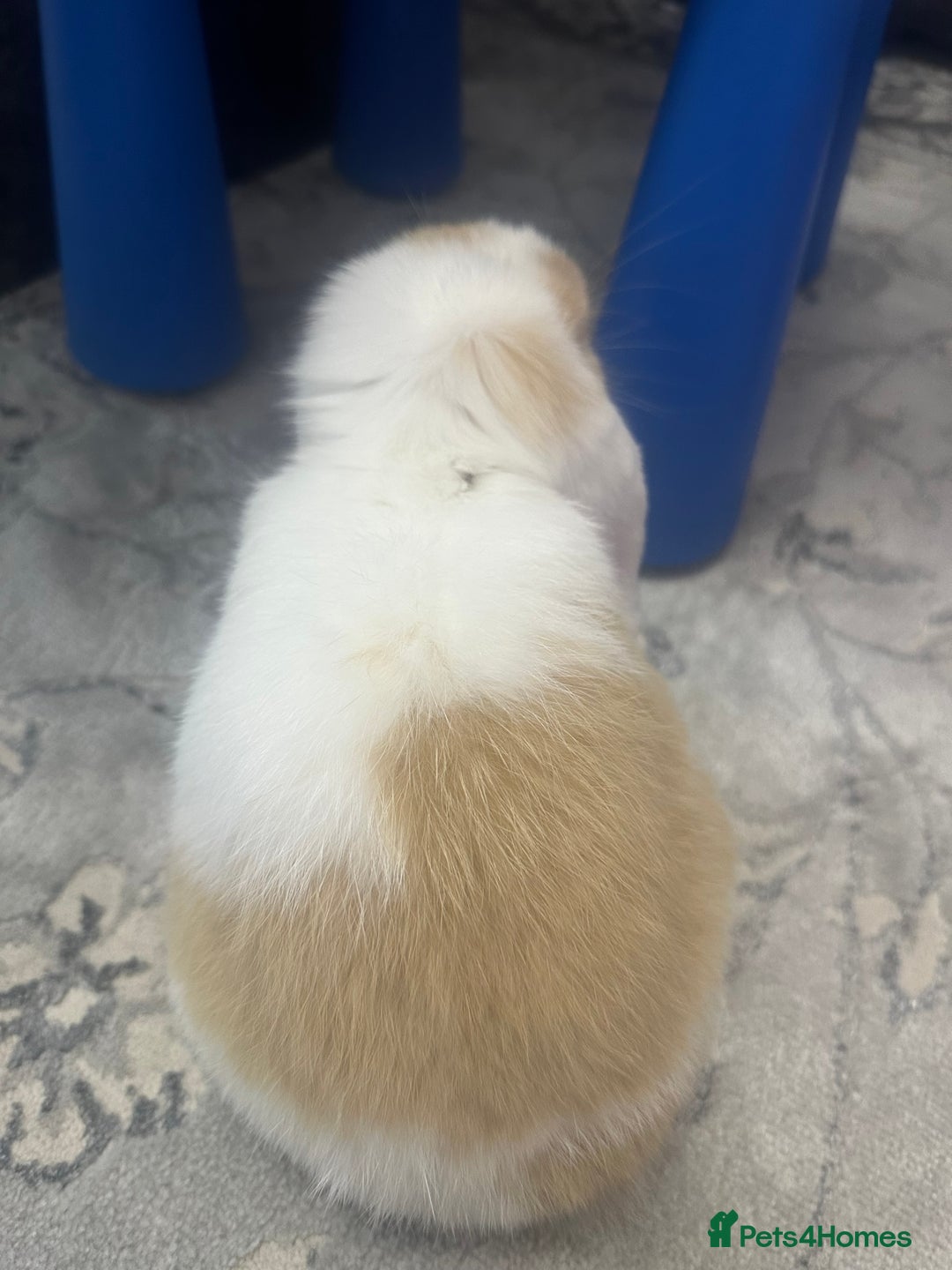 Mini Lop rabbits for sale: Female mini lop  - Image 4