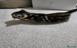 Mixed Breed cats for sale: Five Stunning Bengal X Kittens For Sale  - Image 14