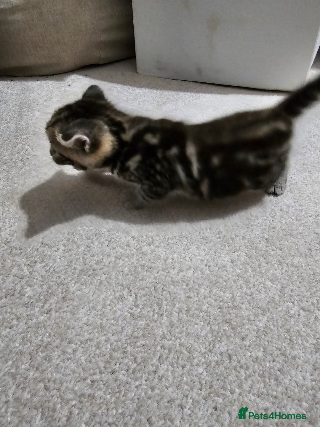 Mixed Breed cats for sale: Five Stunning Bengal X Kittens For Sale  - Image 14