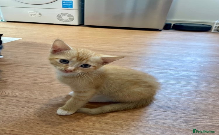 Mixed Breed cats - Advert 10