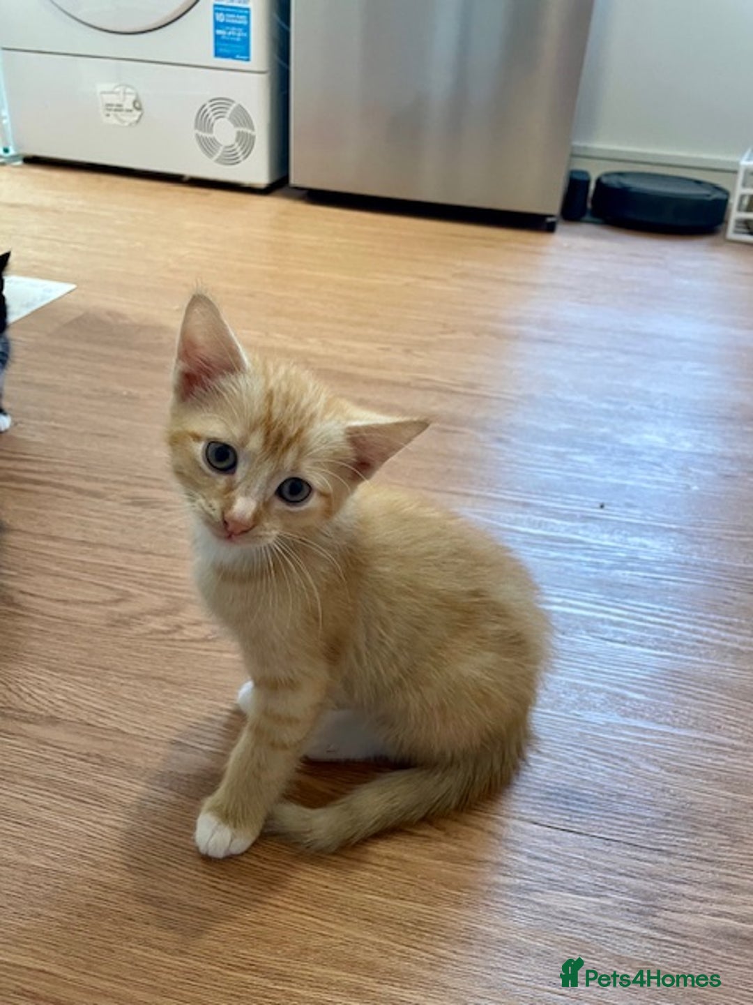 Mixed Breed cats for sale: Mixed breed kittens for sale. - Image 1