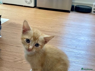 Mixed Breed cats - Advert 29