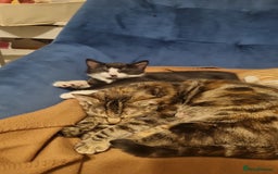 Mixed Breed cats for sale: Pingy tuxedo kitten  - Advert 4