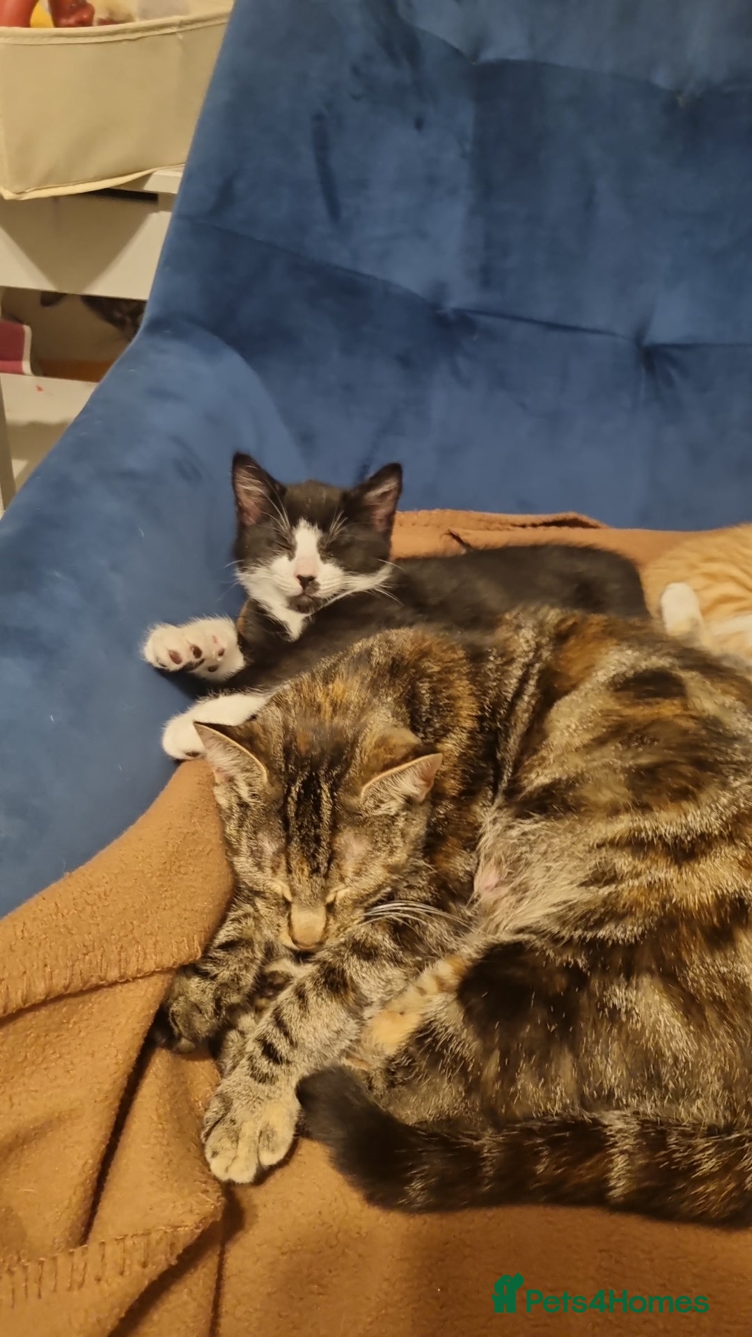 Mixed Breed cats for sale: Pingy tuxedo kitten  - Advert 4