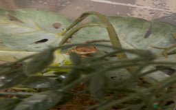 Gecko reptiles for sale: Beautiful Dalmatian Crested Gecko - Image 1