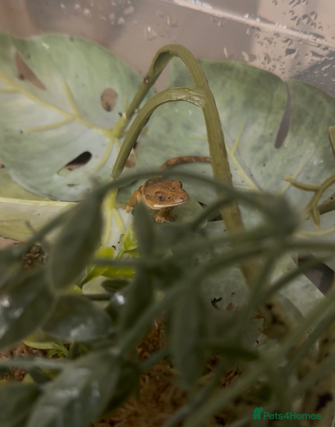 Gecko reptiles for sale: Beautiful Dalmatian Crested Gecko - Image 1