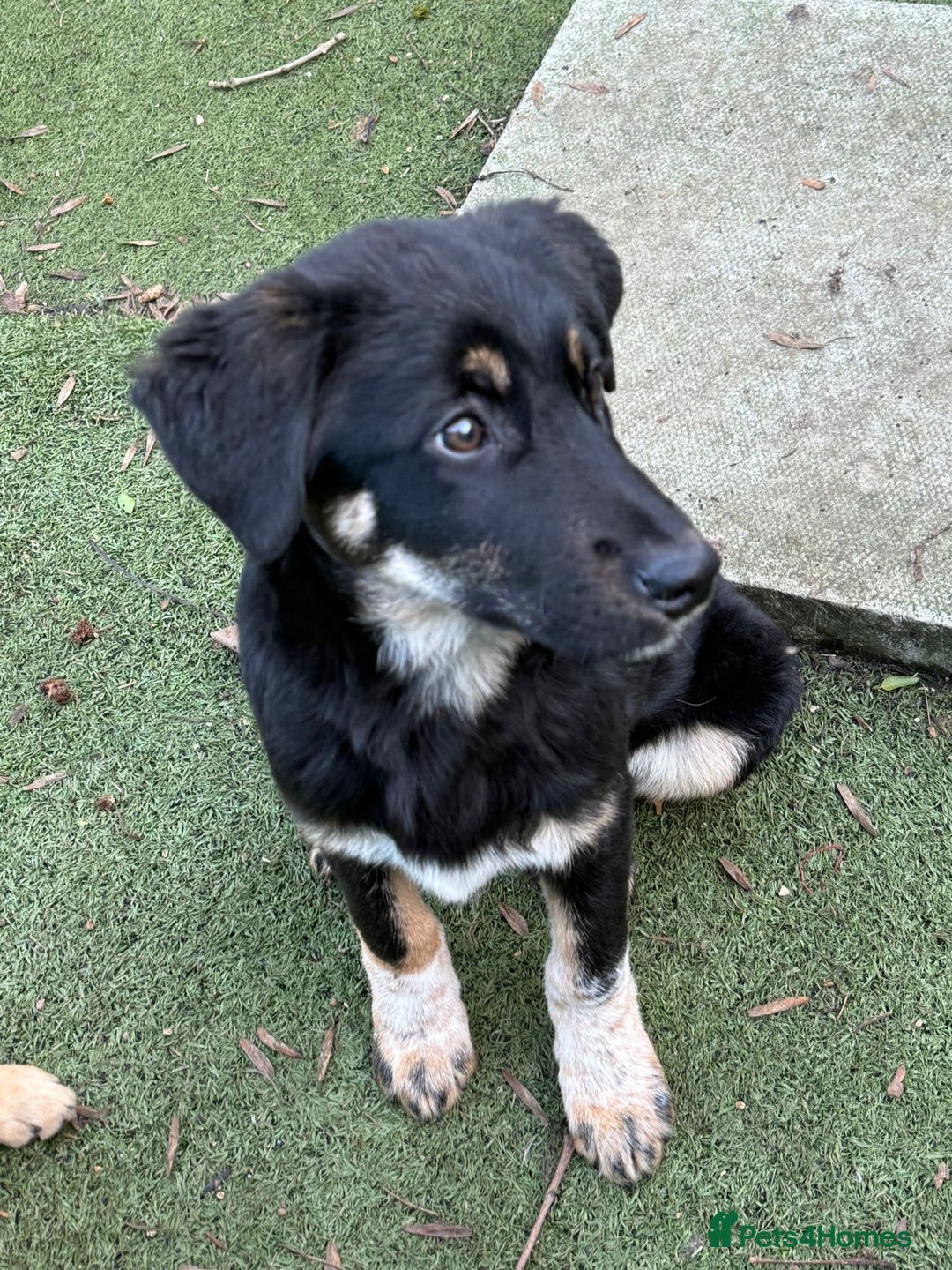 Mixed Breed dogs for adoption: Espresso  - Advert 3