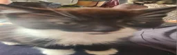 Mixed Breed cats for sale: 4 kittens ready to be homed - Advert 5