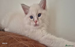 Ragdoll cats for sale: 4 Precious tica Ragdoll girls - Image 5