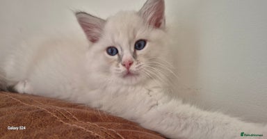 Ragdoll cats - Advert 16