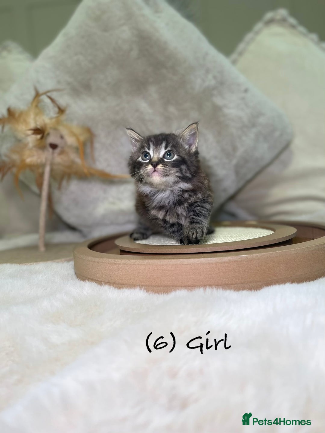 Mixed Breed cats for sale: Stunning kittens 8 weeks old ready now  - Advert 24