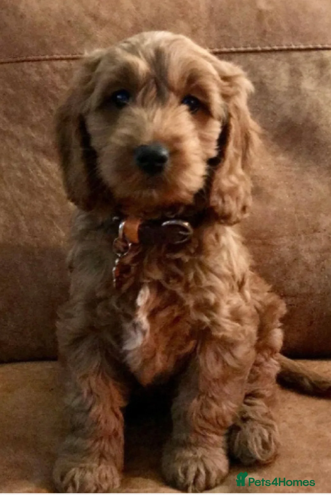 Cockapoo dogs for sale: Stunning Fox Red Cockapoo  - Advert 7