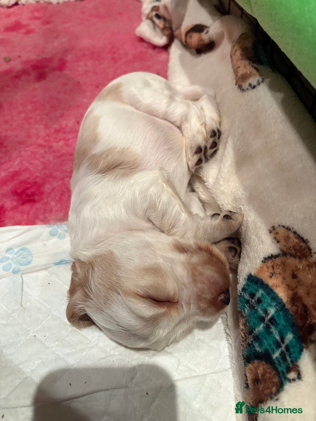 Cocker Spaniel dogs for sale: Kc registered show type cocker spaniel puppies - Image 10