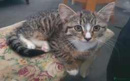 Mixed Breed cats for sale: The three musketeers are looking for new homes - Image 12