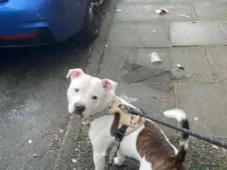 Staffordshire Bull Terrier dogs Koba is looking for his forever home - Advert 13
