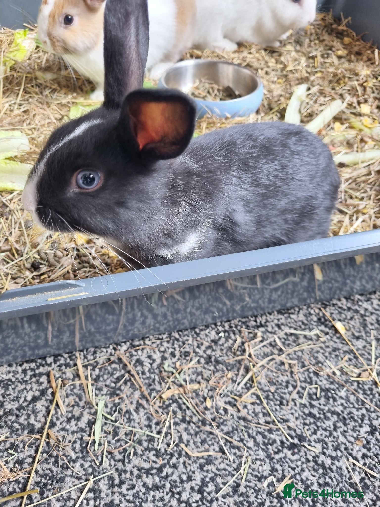 Mini Lop rabbits Mini lop - Advert 10