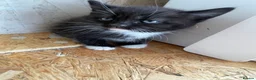 Mixed Breed cats for sale: Pure british shorthair Mother kittens - Advert 3