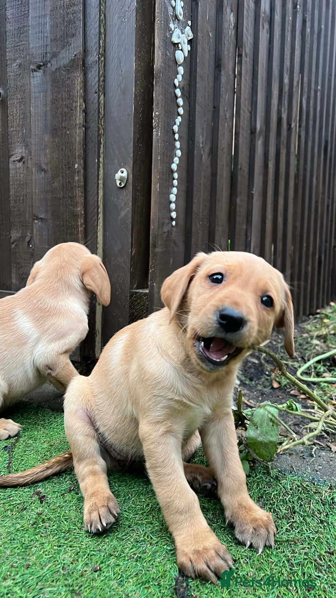 Labrador Retriever dogs for sale: Beautiful Labradors. Ready to go! - Advert 16
