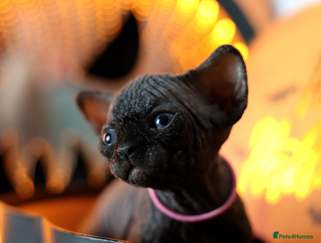 Sphynx cats for sale: Sphynx Black Solid Girls  - Advert 6