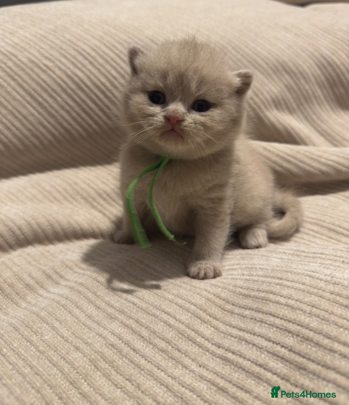 British Shorthair cats Grand Champion Line British Shorthair Kittens - Advert 1